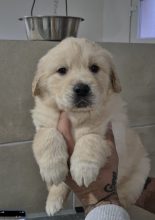 Chiots d'apparence Golden retriever à vendre chez l'éleveur GONCALVES GIL