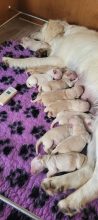 Chiots de race Golden retriever à vendre chez l'éleveur CREACH NADINE
