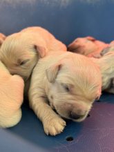 Chiots de race Golden retriever à vendre chez l'éleveur DU PALAIS DES PAPES