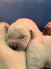 Chiots de race Golden retriever à vendre chez l'éleveur DU PALAIS DES PAPES