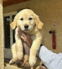 Chiots de race Golden retriever à vendre chez l'éleveur DU PALAIS DES PAPES