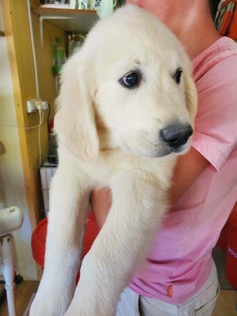 Image de la portée de chiot de l'élévage Elevage de Sweety Fox