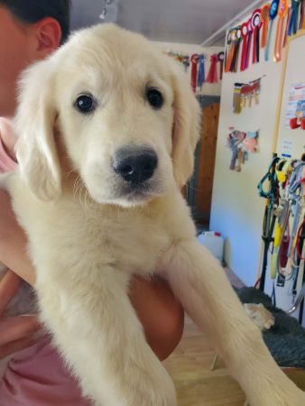 Image de la portée de chiot de l'élévage Elevage de Sweety Fox