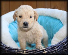 Chiots de race Golden retriever à vendre chez l'éleveur DAMAS ADRIEN