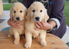 Chiots de race Golden retriever à vendre chez l'éleveur DU PALAIS DES PAPES