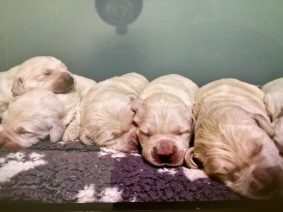 Chiots de race Golden retriever à vendre chez l'éleveur UN AMI POUR LA VIE
