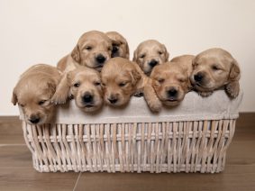 Chiots de race Golden retriever à vendre chez l'éleveur Des trésors de Sanka