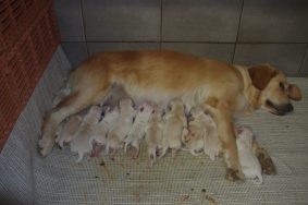Chiots de race Golden retriever à vendre chez l'éleveur COLLIAUX MORILLON PHILIPPE BRI