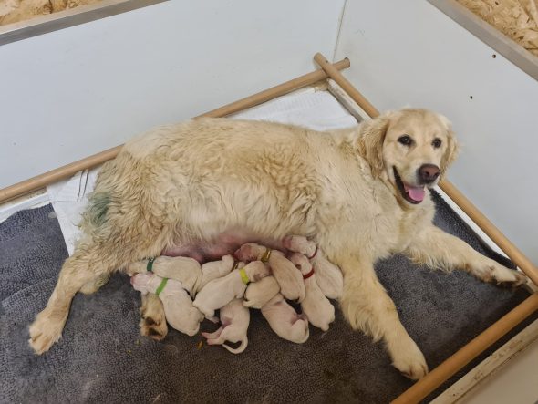 Image de la portée de chiot de l'élévage DU DOMAINE DE L&rsquo;EVASION