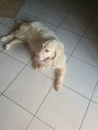 Image de la portée de chiot de l'élévage DU DOMAINE DE L&rsquo;EVASION