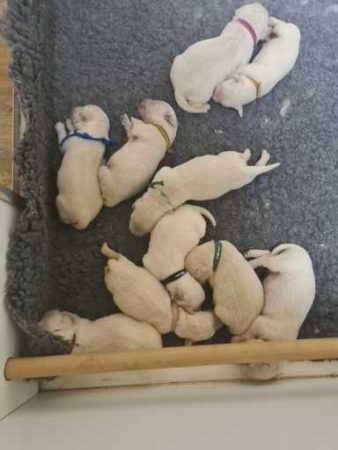Image de la portée de chiot de l'élévage DU DOMAINE DE L&rsquo;EVASION