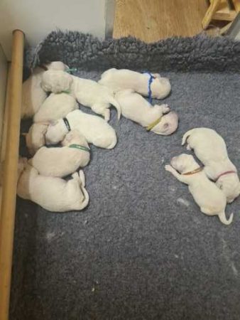 Image de la portée de chiot de l'élévage DU DOMAINE DE L&rsquo;EVASION