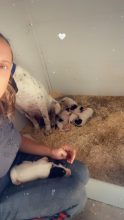 Chiots de race Grand gascon Saintongeois à vendre chez l'éleveur DES HAUTS PLATEAUX DU MEZENC