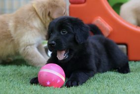 Chiots de race Hovawart à vendre chez l'éleveur DES LEGENDES DE BELINGTON