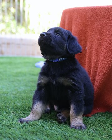 Image de la portée de chiot de l'élévage DES LEGENDES DE BELINGTON