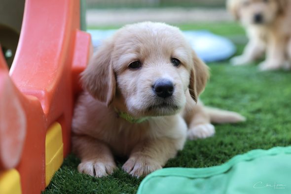 Image de la portée de chiot de l'élévage DES LEGENDES DE BELINGTON