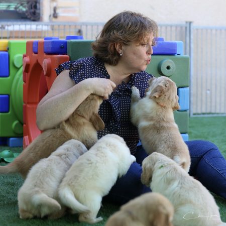 Image de la portée de chiot de l'élévage DES LEGENDES DE BELINGTON