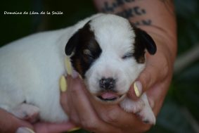 Chiots de race Jack russell terrier à vendre chez l'éleveur DOSDAT JOSUA