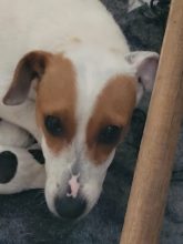 Chiots d'apparence Jack russell terrier à vendre chez l'éleveur DOMAINE  D ANDOR