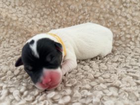 Chiots de race Jack russell terrier à vendre chez l'éleveur LEROY DAVESNE LOETITIA
