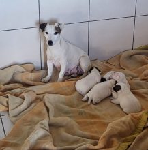 Chiots d'apparence Jack russell terrier à vendre chez l'éleveur LAURY D HAYER