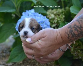 Chiots de race Jack russell terrier à vendre chez l'éleveur DOSDAT JOSUA
