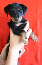 Chiots de race Jagd terrier à vendre chez l'éleveur PECHINOT CATHY