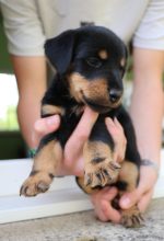 Chiots de race Jagd terrier à vendre chez l'éleveur PECHINOT CATHY