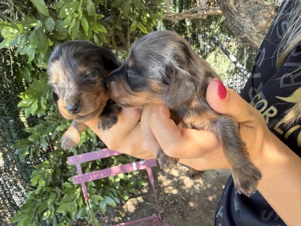 Image de la portée de chiot de l'élévage Des Merveilles de Lérie