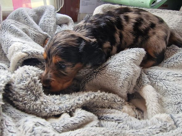 Image de la portée de chiot de l'élévage Des Merveilles de Lérie