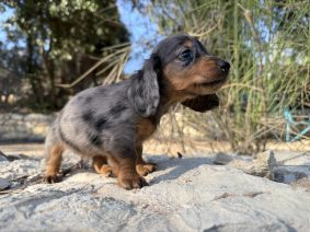 Chiots de race Kaninschen à poil long à vendre chez l'éleveur Des Merveilles de Lérie