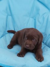 Chiots de race Labrador retriever à vendre chez l'éleveur LE DOMAINE DU FEU COCHARD