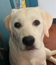 Chiots de race Labrador retriever à vendre chez l'éleveur ELEVAGE DES YEUX DOUX