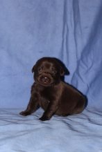Chiots de race Labrador retriever à vendre chez l'éleveur AUDOUARD MELODY