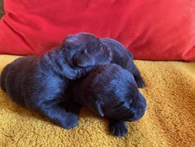 Chiots de race Labrador retriever à vendre chez l'éleveur VALLA DE LA FOND