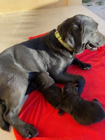 Image de la portée de chiot de l'élévage VALLA DE LA FOND