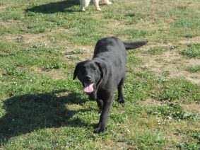 Chiots de race Labrador retriever à vendre chez l'éleveur EI LEPRAT-LEMERLE SONIA