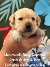 Chiots de race Labrador retriever à vendre chez l'éleveur EARL CRACKERS