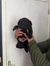 Chiots de race Labrador retriever à vendre chez l'éleveur VOISIN FABRICE