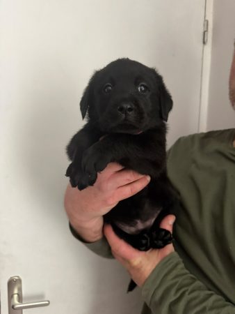 Image de la portée de chiot de l'élévage VOISIN FABRICE