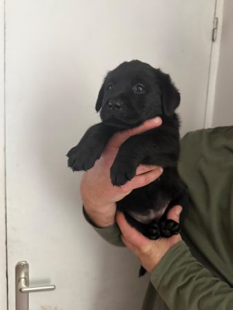 Image de la portée de chiot de l'élévage VOISIN FABRICE