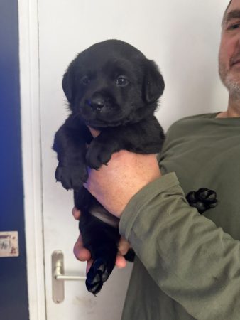 Image de la portée de chiot de l'élévage VOISIN FABRICE