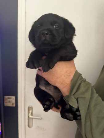 Image de la portée de chiot de l'élévage VOISIN FABRICE