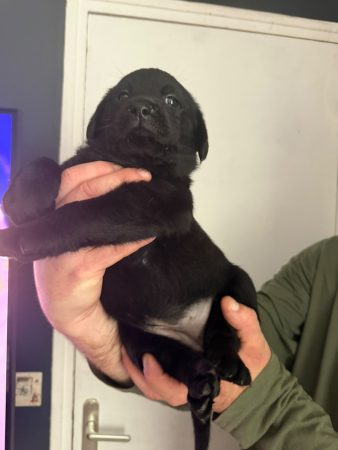 Image de la portée de chiot de l'élévage VOISIN FABRICE