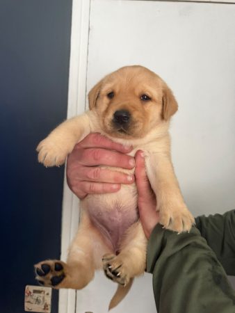 Image de la portée de chiot de l'élévage VOISIN FABRICE