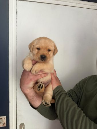 Image de la portée de chiot de l'élévage VOISIN FABRICE
