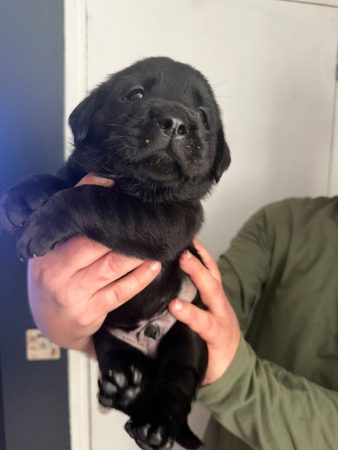 Image de la portée de chiot de l'élévage VOISIN FABRICE