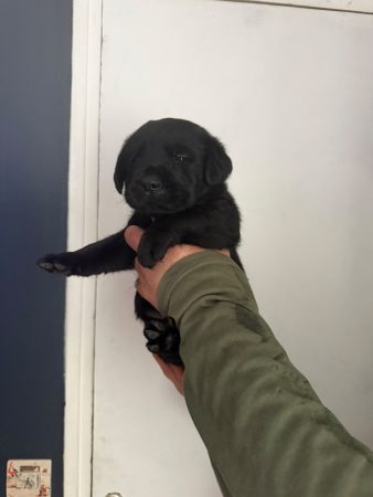 Image de la portée de chiot de l'élévage VOISIN FABRICE