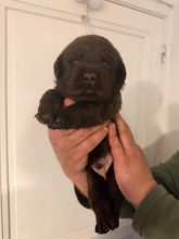 Chiots de race Labrador retriever à vendre chez l'éleveur VOISIN FABRICE