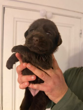 Image de la portée de chiot de l'élévage VOISIN FABRICE